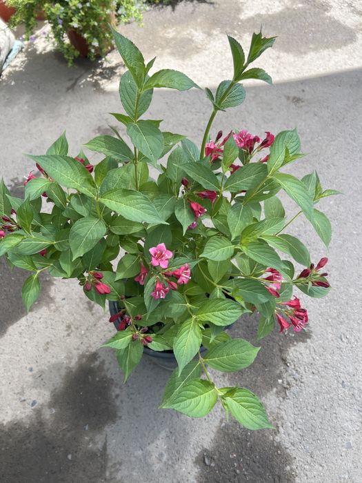 Вейгелла пинк принц