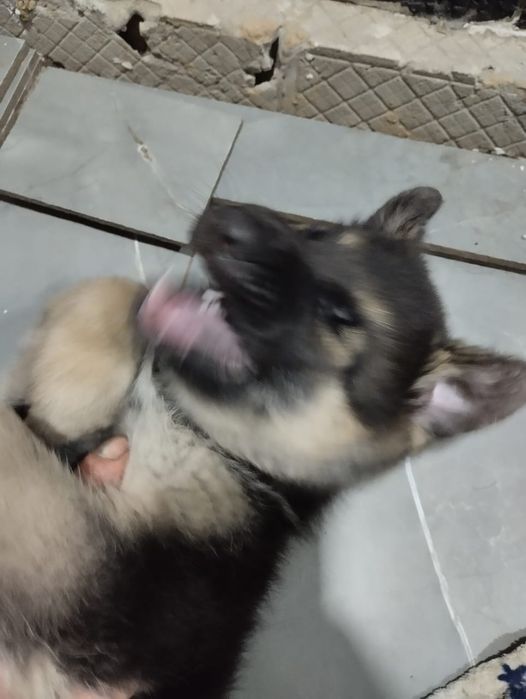 Продам шенка немецкой овчарки