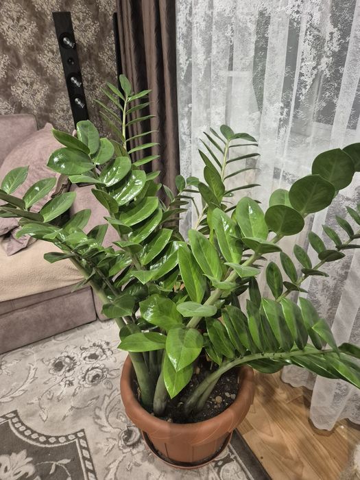 Цветок замиакулькас. Большой горшок.