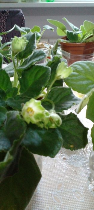 Фиалка сортовая первоцвет сорт Киви