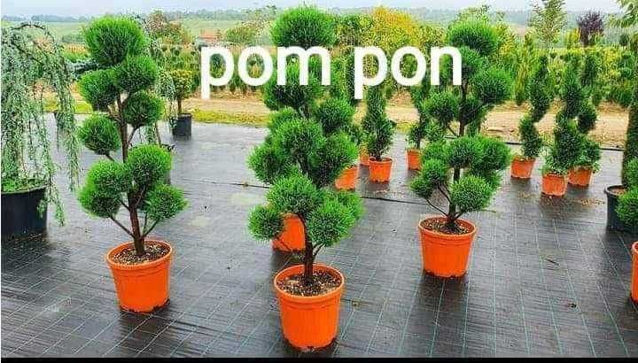 Photinia la ghiveci: gata să îți decoreze curtea