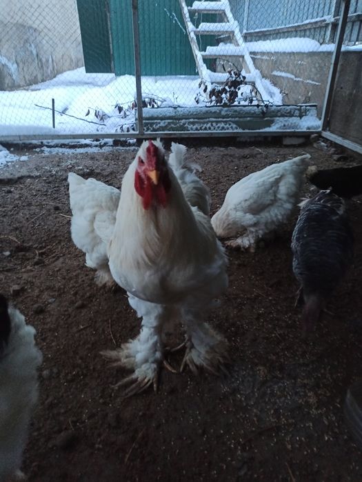 3 Бройлер петух есть домашний