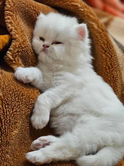 Персийска котка