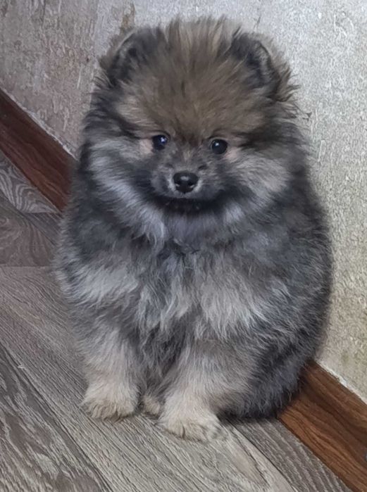 Очень красивые щенки породы Шпиц.