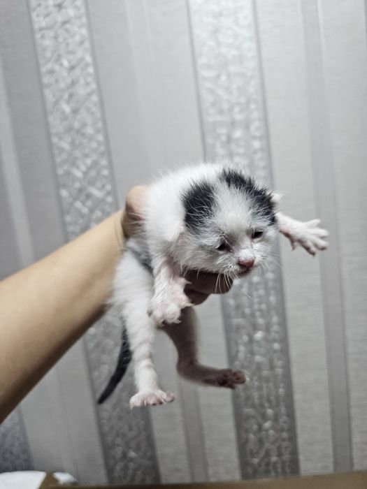 Отдам котят, мальчишки