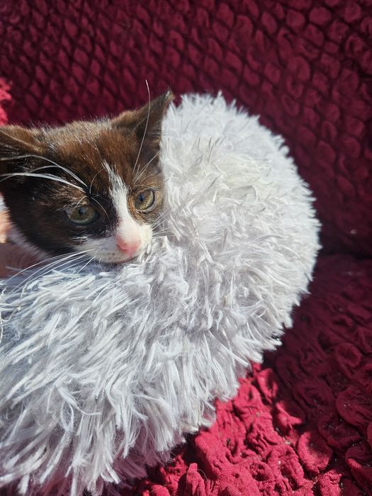 Котёнок мальчик.