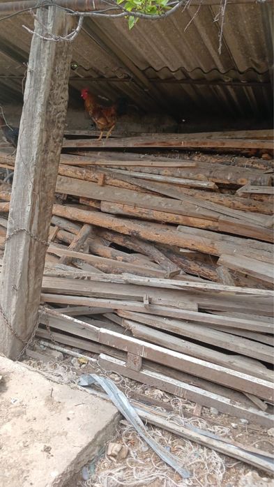 Дерево-Агаш уйдынкы