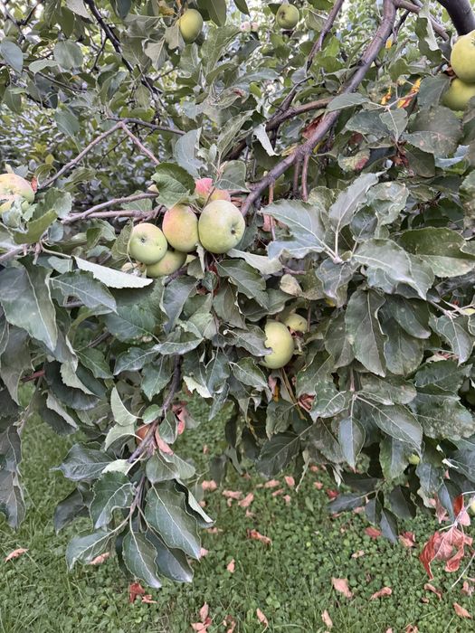 Обрезка и обработка плодовых деревьев.