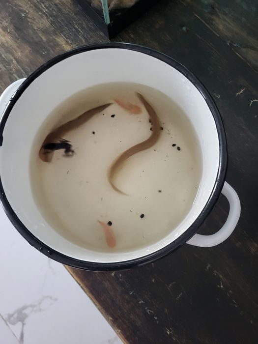 Аквариум с рыбками