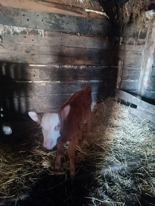 Продам телят 140000