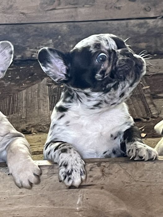 Французики эксклюзив