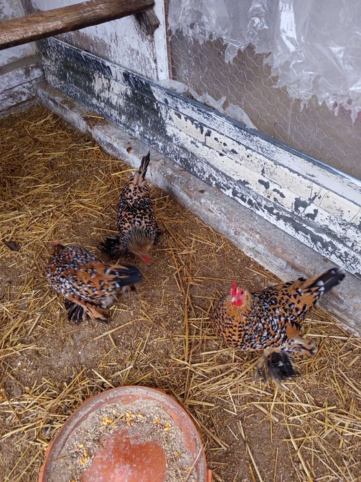 Vând oua pt incubat găini mii de flori