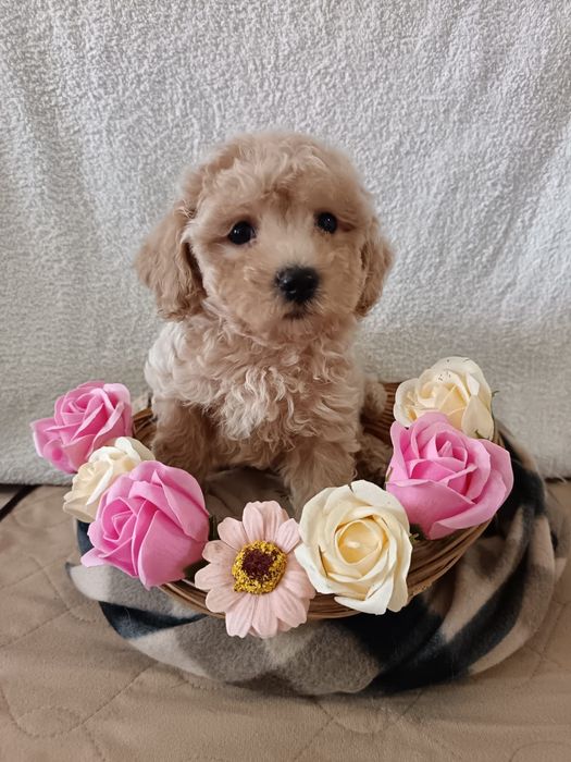 Невероятной красоты малыши Мальтипу