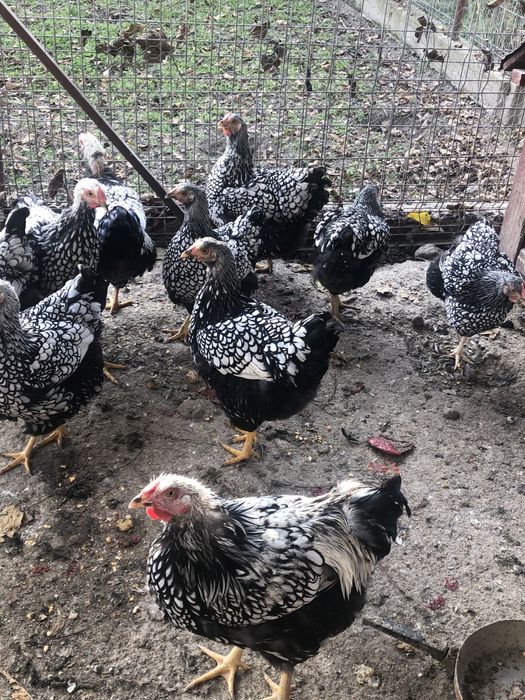 Vand cocosi din rasele: brakel,wiandotte, la bresse