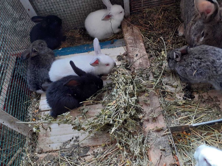 Iepuri berbec german