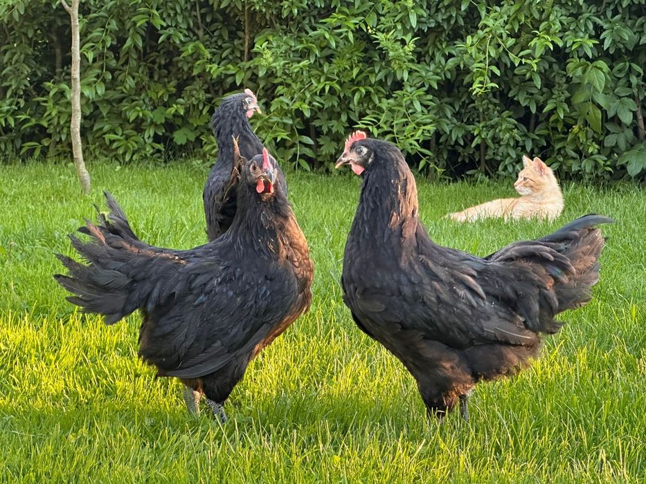 Cocoși Australorp