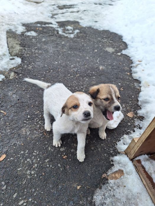 Отдам щенят средней породы