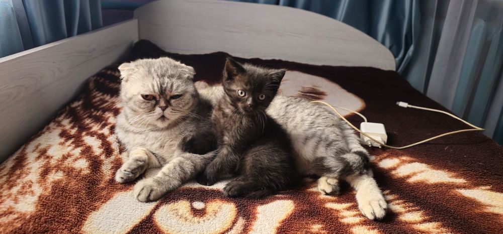 Скоттиш страит котёнок