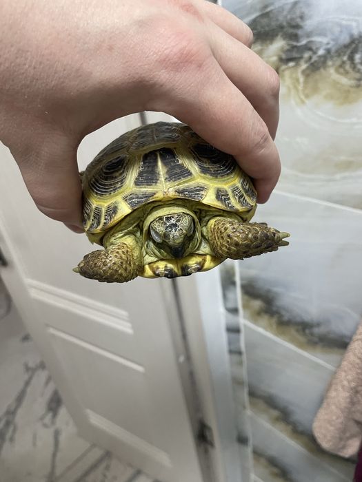 Продам черепаху сухопутная