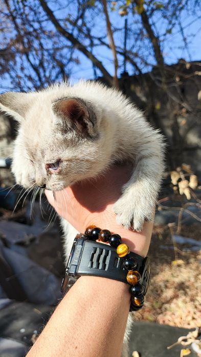 Котята мышеловы, милые пушистики
