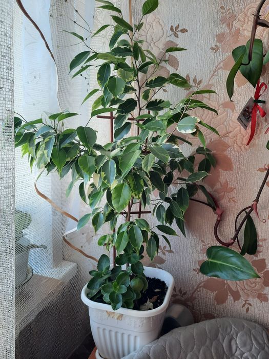 Продам цветок фикус