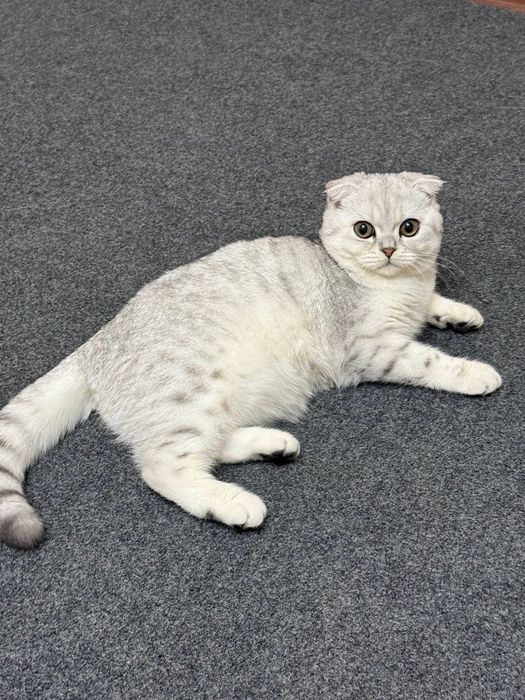 Вязка хизмати! Эркак мушук Барсик киз мушукларни учрашувга таклиф этад