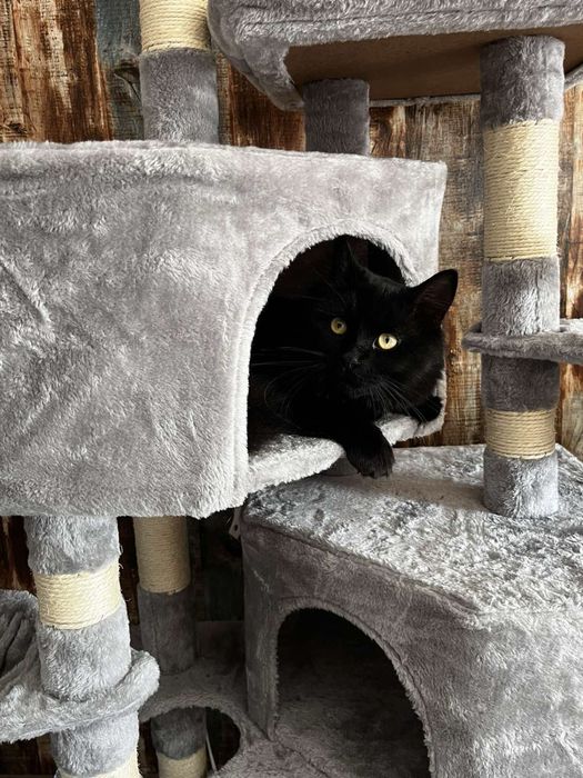 Катерушка за котки