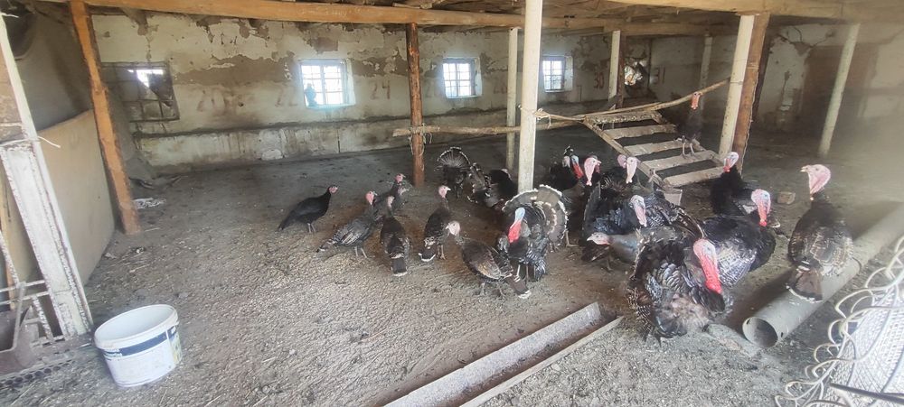 Индюки индюшки 17.000