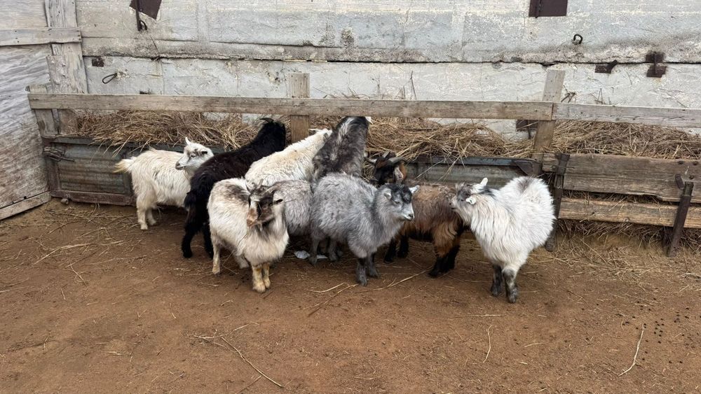 Ешкилер сатылады лагымен.