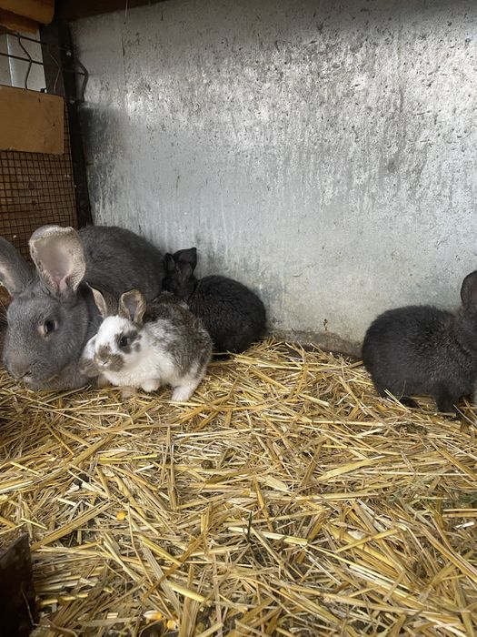 Scot la vanzare 2 masculi de hycole francez si 8 pui