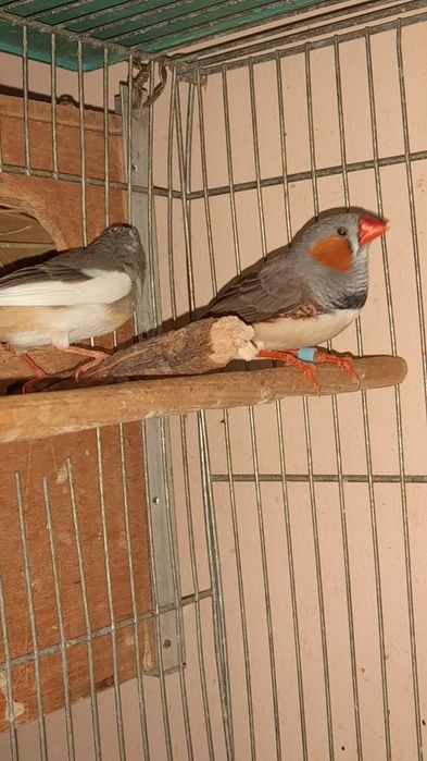 Зебровые амадины