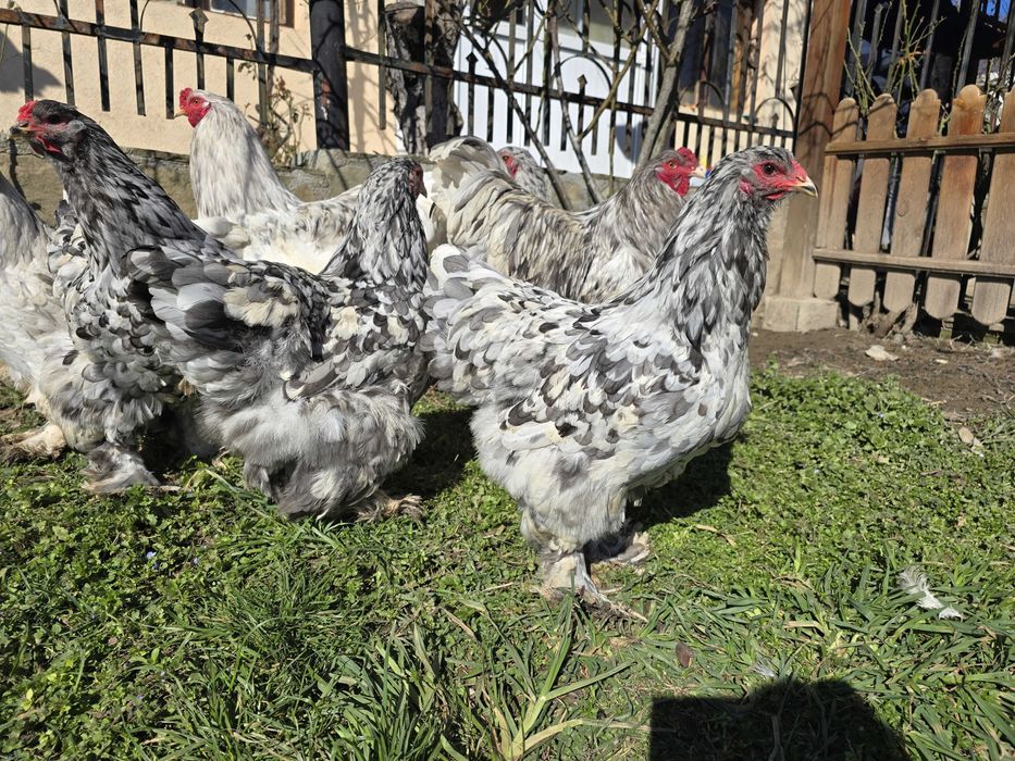 Продавам разплодни яйца от Сплаш Брама [Splash Brahma]