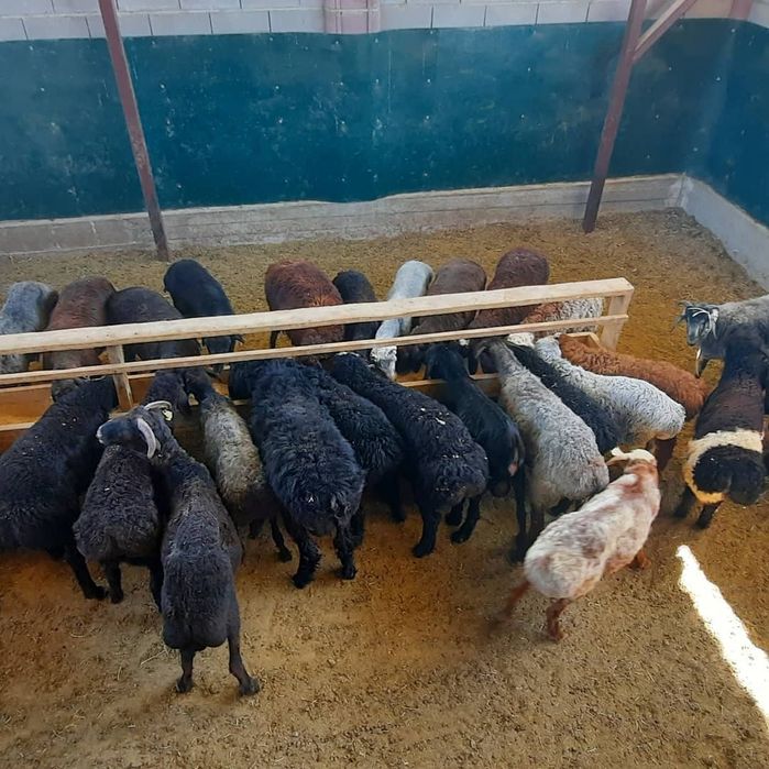 Кой токты тусак кошкар баран