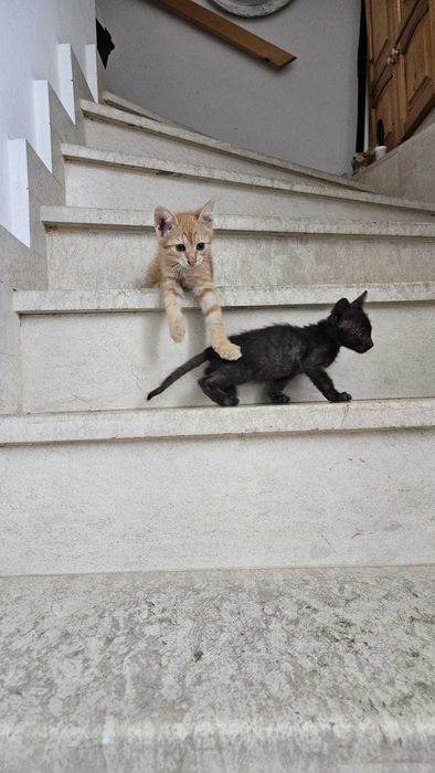 Подарявам малки котета