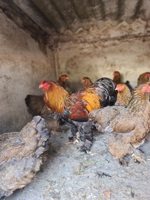 Ouă Brahma  diverse culori