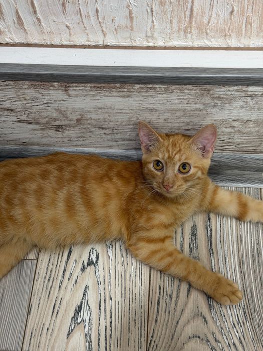 Отдам рыжего котенка
