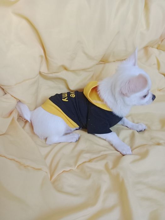 Щенки Чихуахуа 3 месяца.