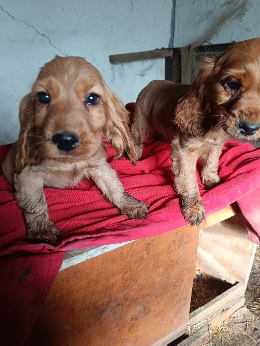 Кокер шпаньол чистокръвни