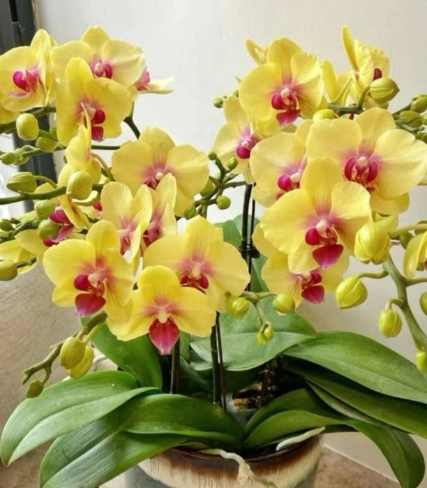 Комнатные цветы от 500 тн