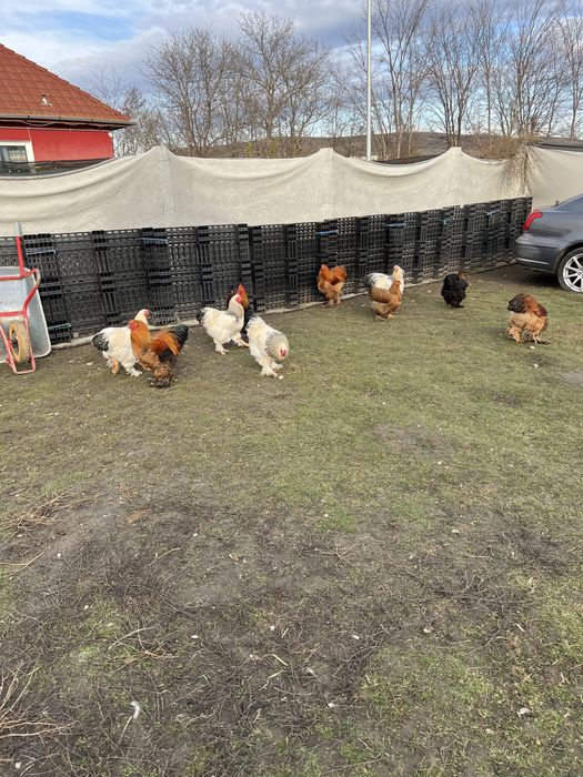 Vand cocosi brahma!!!