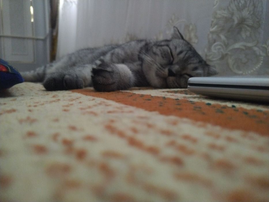 Skotish fold mushuk sotiladi