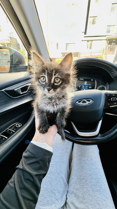 Отдам котенка в доьрые руки