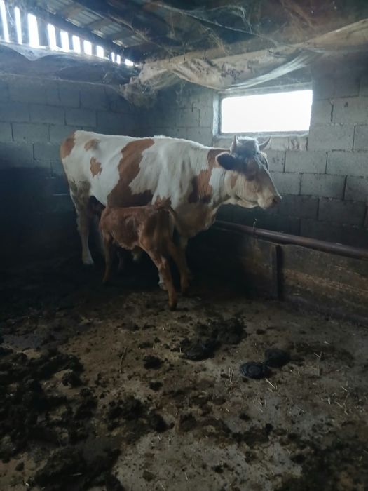 Vaci junici de vanzare