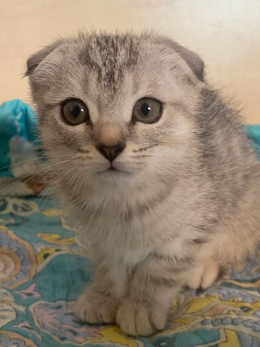 Шатланский мальчик