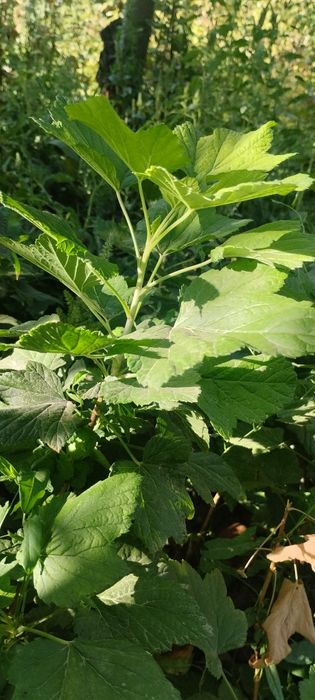 Продается смородина 3х видов