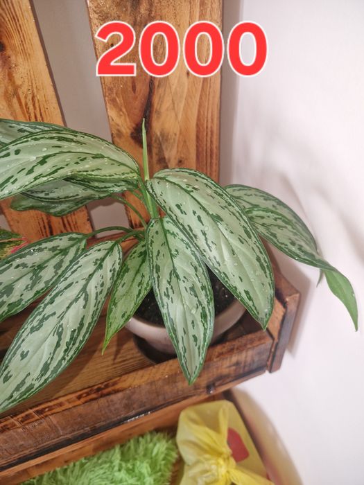 Продам комнатные цветы аглаонема