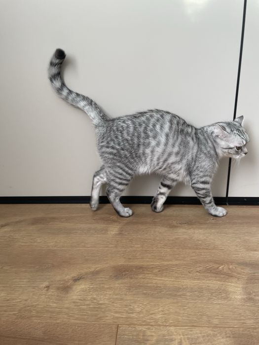 шотландская вислоухая кошка