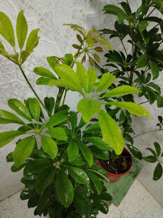 Хонаки гуллар, Комнатные цветы, Ташкент