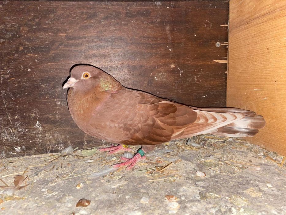 Porumbei jucatori galateni