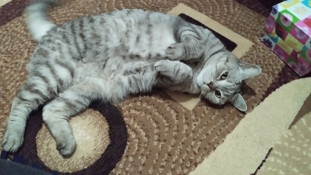 Отдам кота британца
